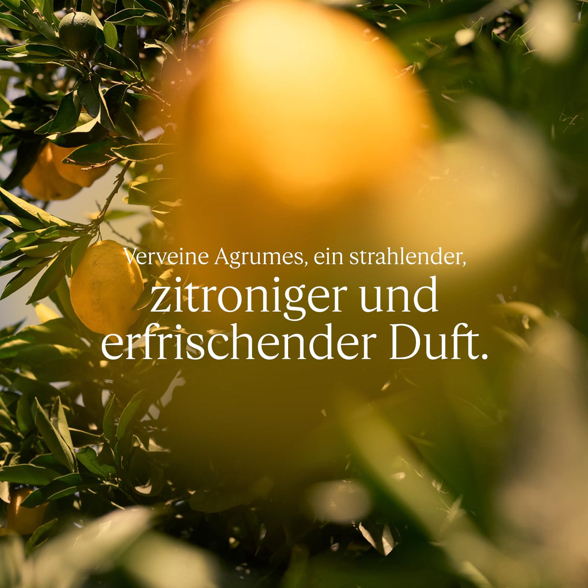 L'OCCITANE - Handcreme - Leichte Textur und zarter Duft - Made in France