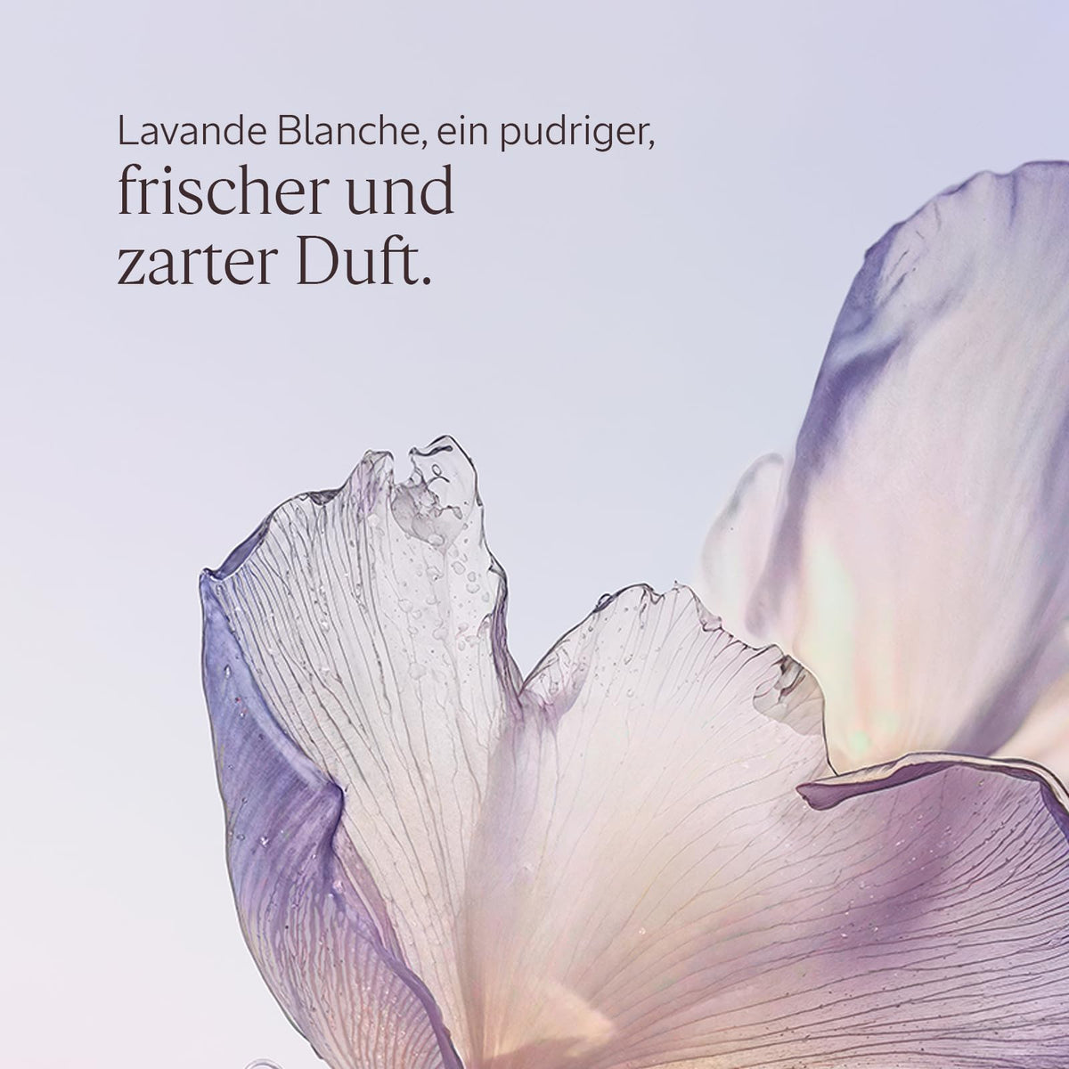 L'OCCITANE - Handcreme - Leichte Textur und zarter Duft - Made in France