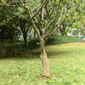 vidaXL Trädgårdsjute-nät 50 cm x 15 m 180 gsm 100% Tossa Jute Naturlig