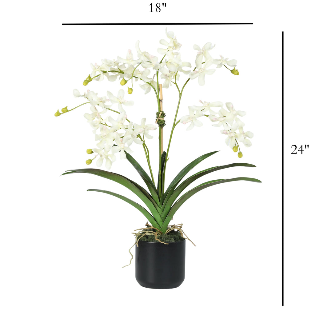 Orchid Arrangement in Vase - 24"