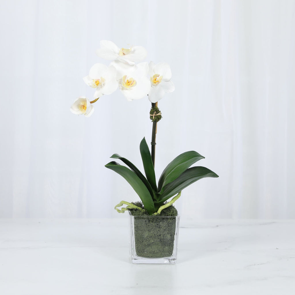 Arreglo de mini orquídeas en florero de vidrio cuadrado