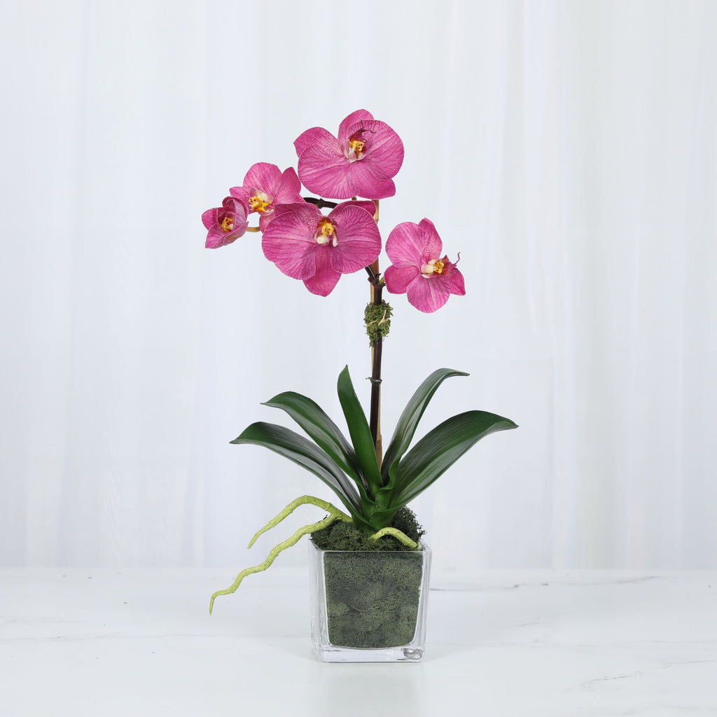 Arreglo de mini orquídeas en florero de vidrio cuadrado