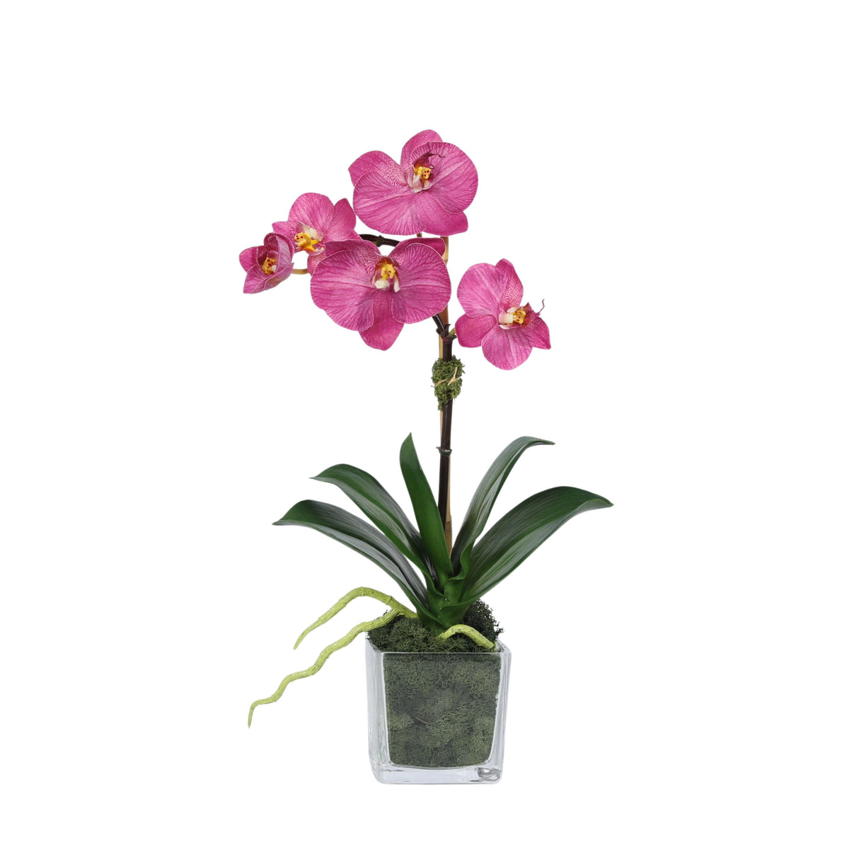 Mini Orchid Arrangement in Square Glass Vase