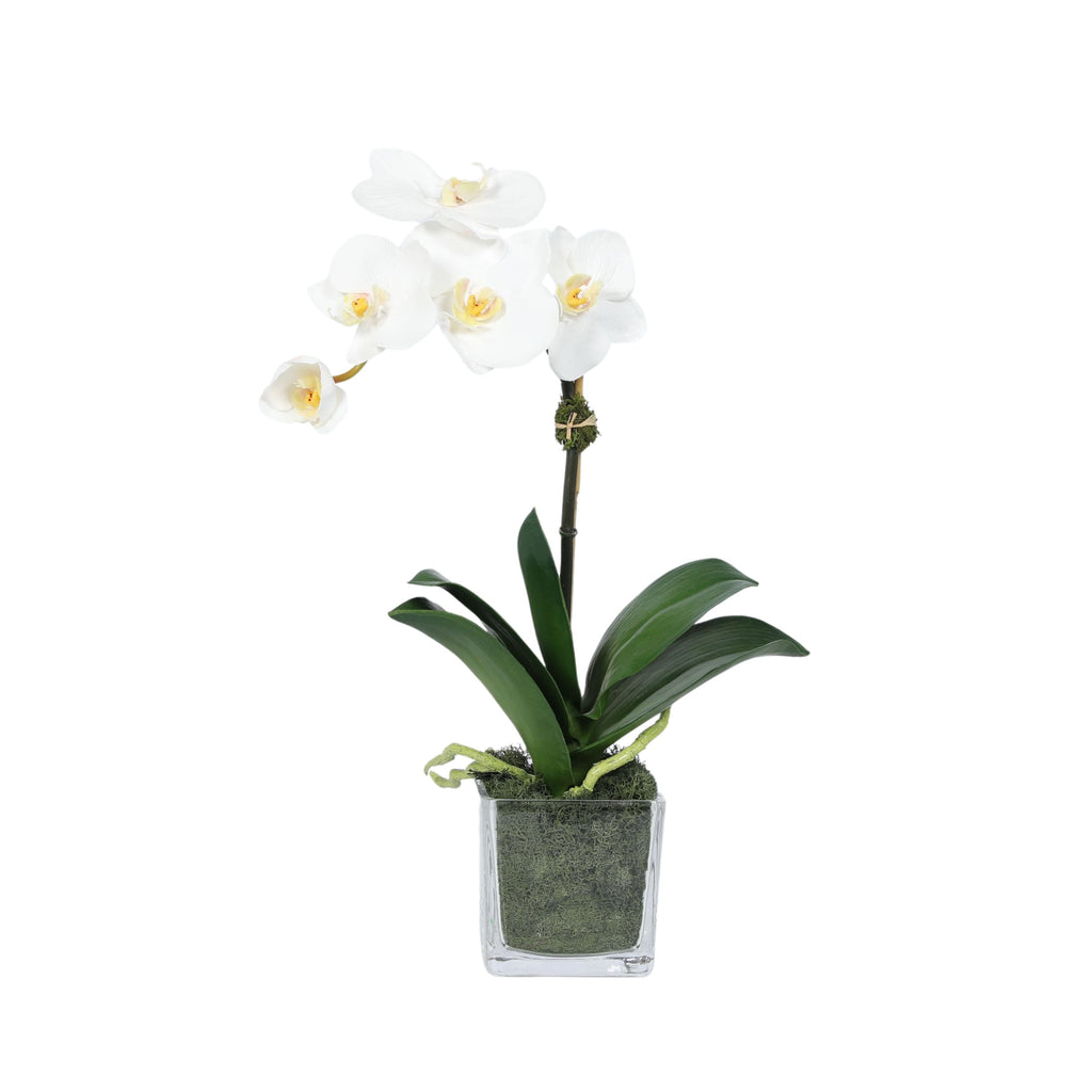 Arreglo de mini orquídeas en florero de vidrio cuadrado
