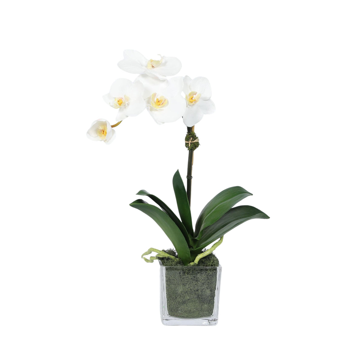Arreglo de mini orquídeas en florero de vidrio cuadrado