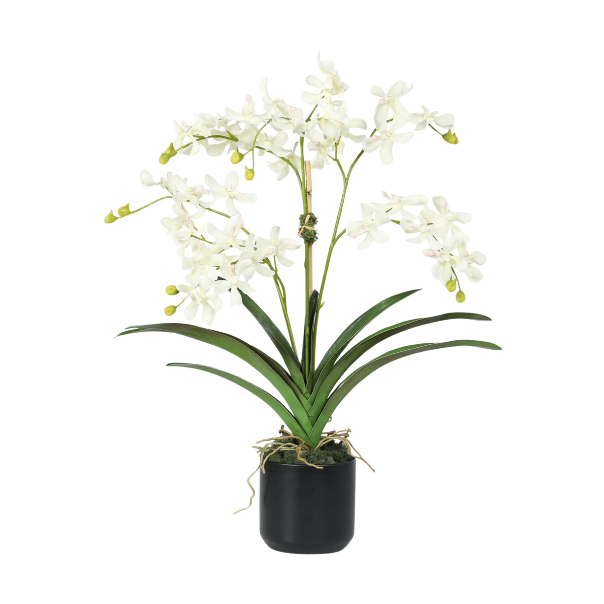 Orchid Arrangement in Vase - 24"