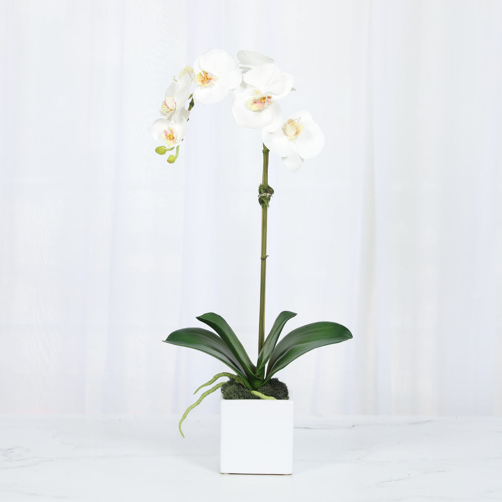 Faux Orchid Plant in Square Vase - 20"