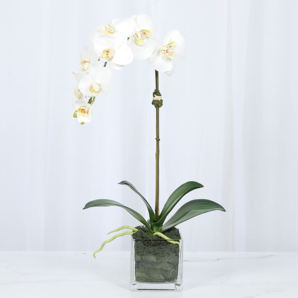 Faux Orchid Plant in Square Vase - 20"