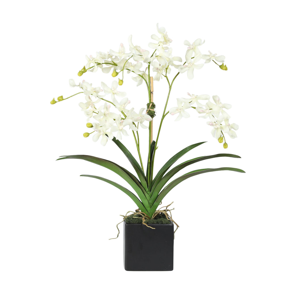 Orchid Arrangement in Vase - 24"