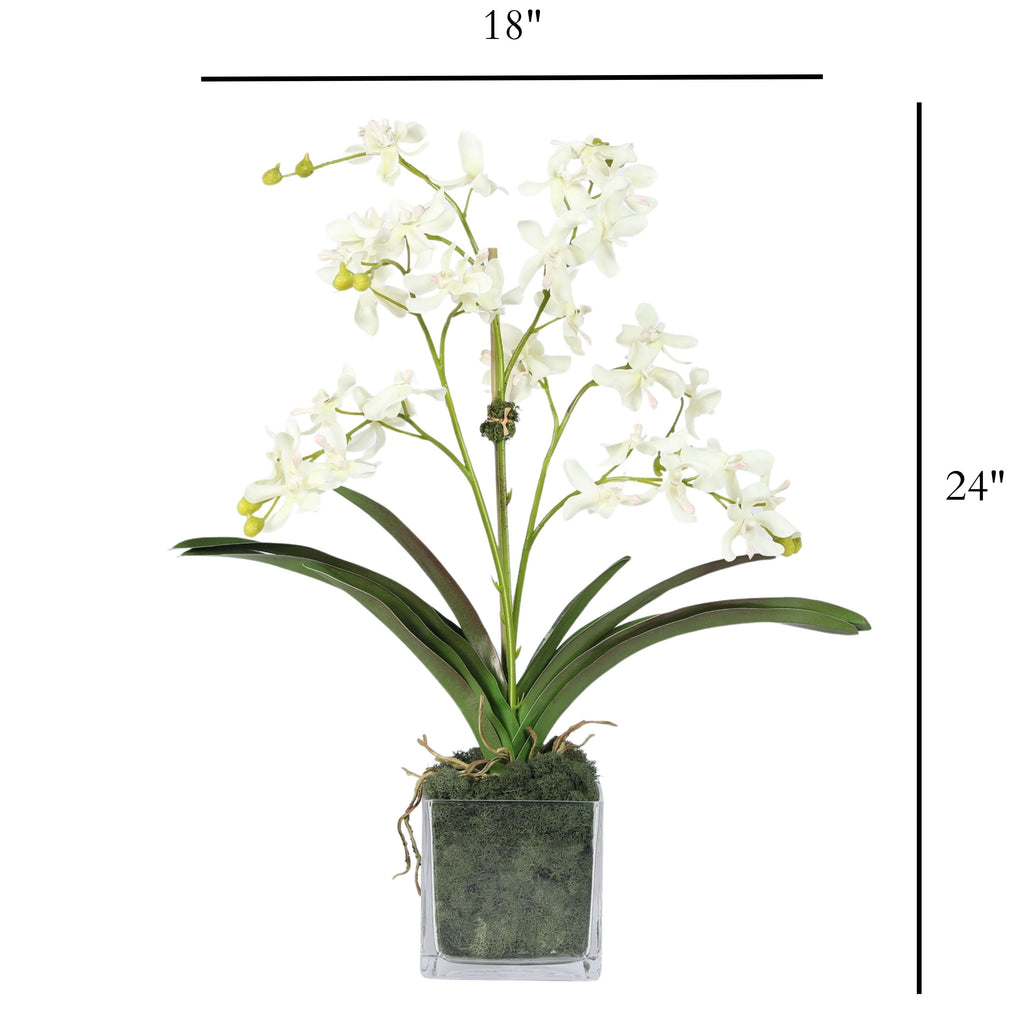 Orchid Arrangement in Vase - 24"