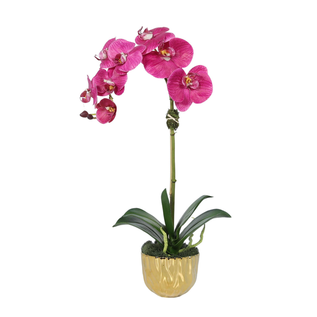 Phalaenopsis Orchid Plant in Gold Vase - 18"