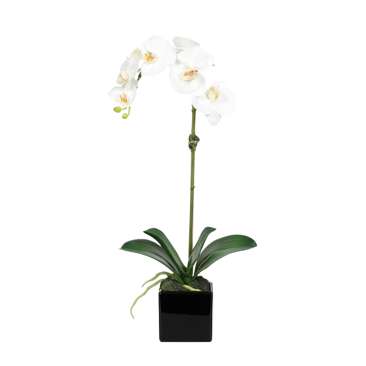 Faux Orchid Plant in Square Vase - 20"