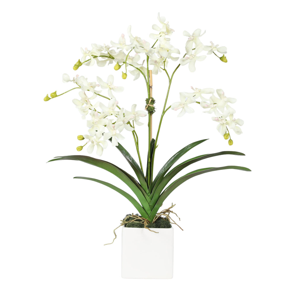 Orchid Arrangement in Vase - 24"