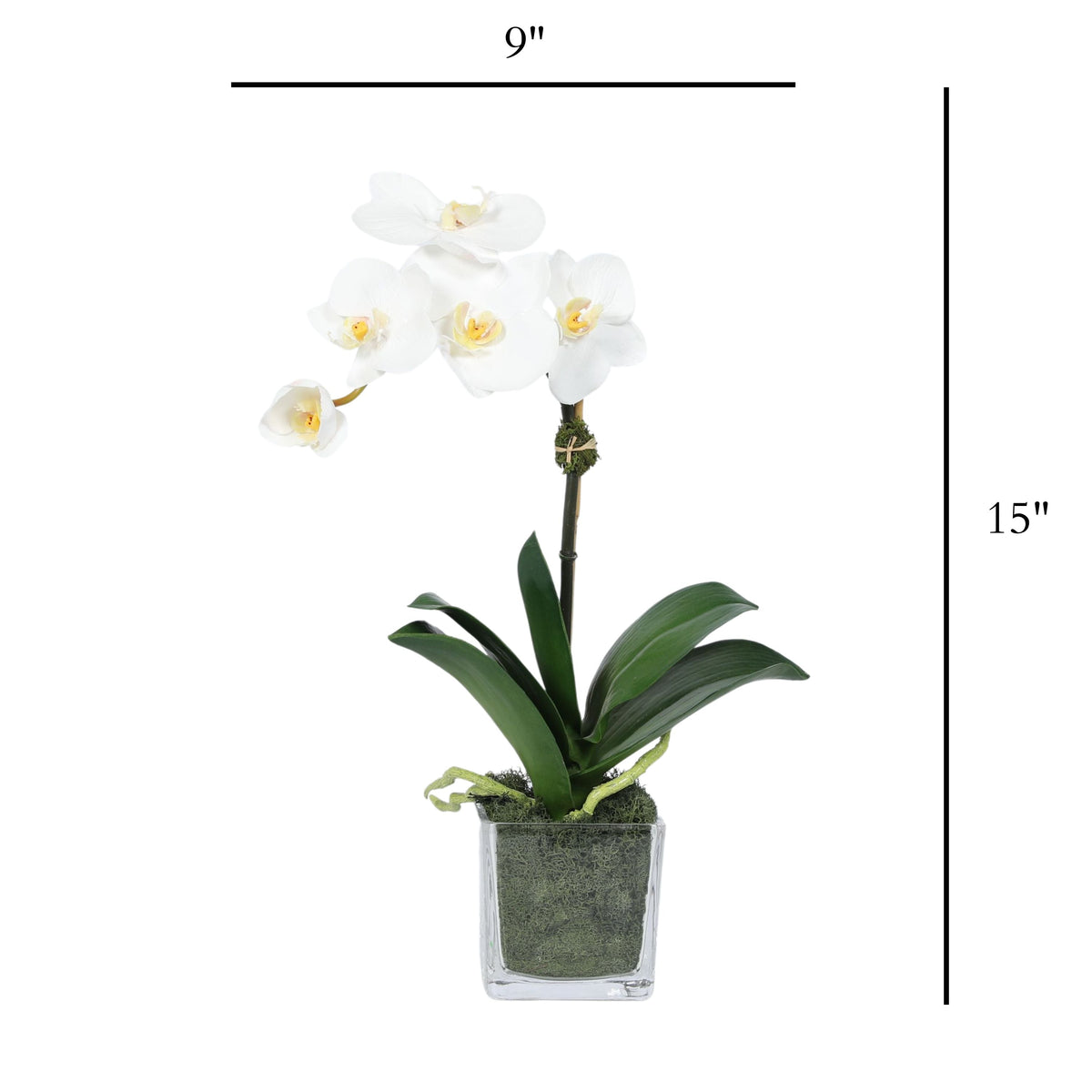 Arreglo de mini orquídeas en florero de vidrio cuadrado