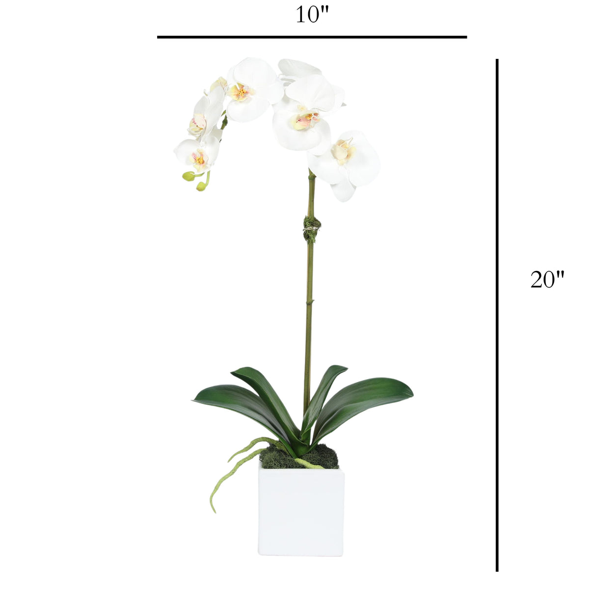 Faux Orchid Plant in Square Vase - 20"