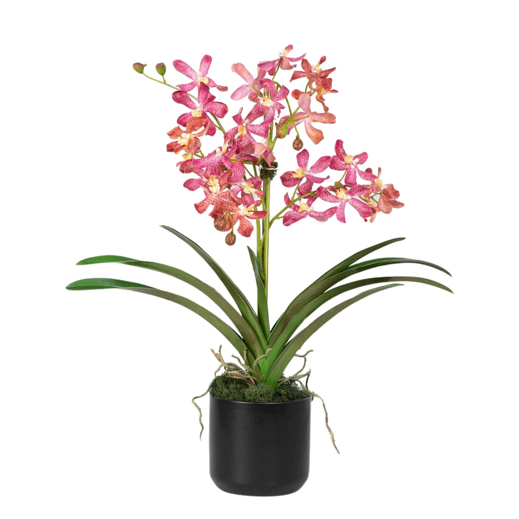 Pink Vanda Orchid Arrangement in Vase - 24"